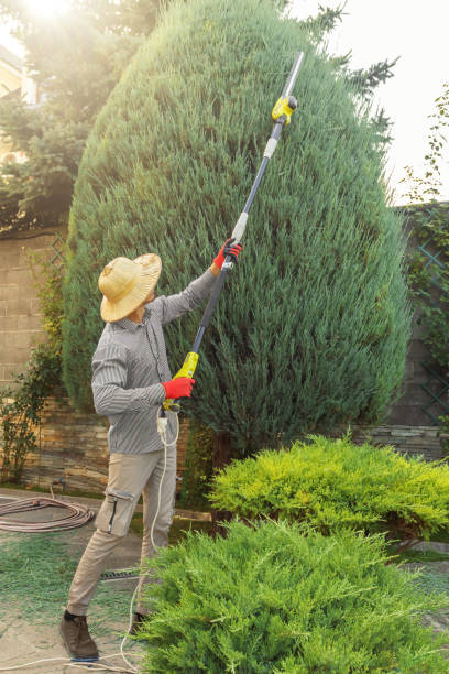 How Our Tree Care Process Works  in  Oakland, NE